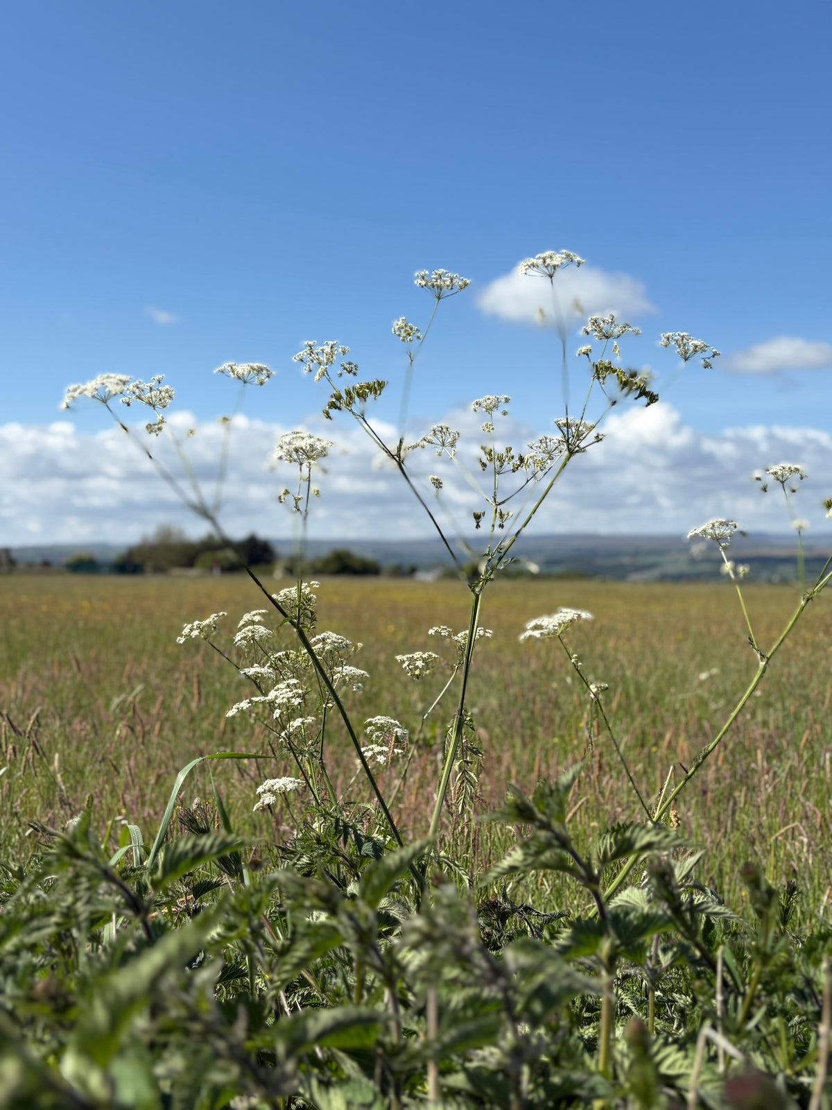 Fragments of Summer